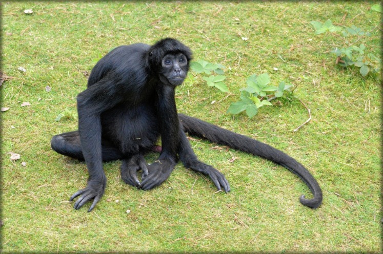 monkey xtc pill