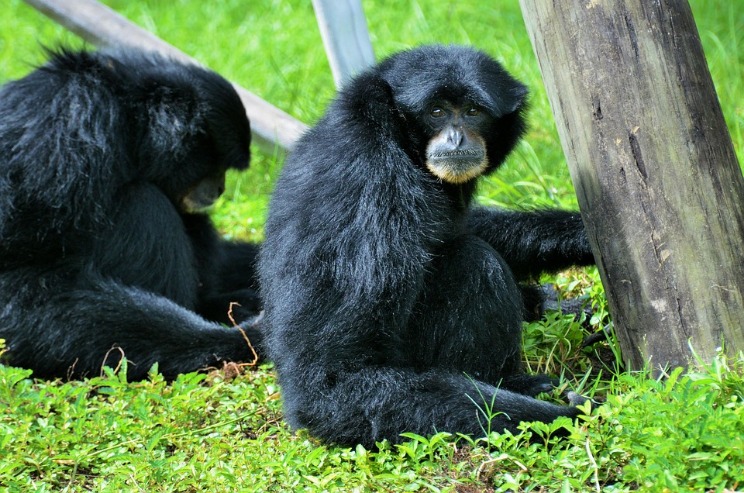 monkey xtc pill