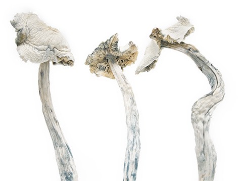 dark net market links 2026