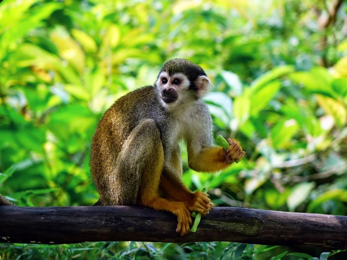 monkey x pill