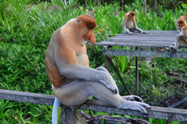 monkey x pill