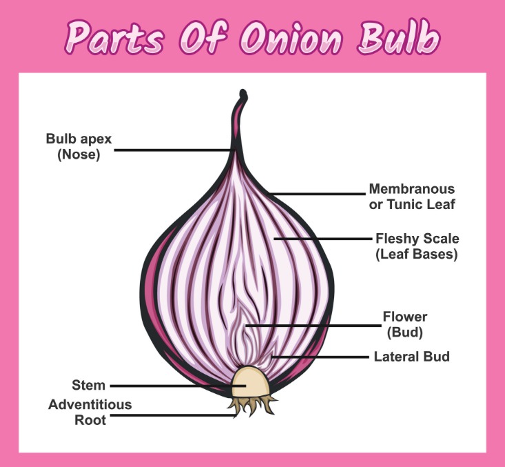 .onion link